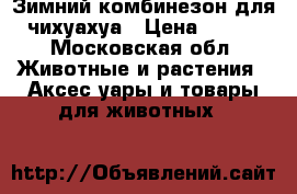 Зимний комбинезон для чихуахуа › Цена ­ 900 - Московская обл. Животные и растения » Аксесcуары и товары для животных   